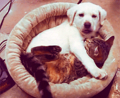 Yawning Dog With Cat  GIF