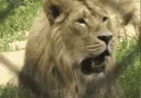 Yawning Lion Roar GIF
