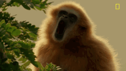 Yawning Monkey Curious George Sleepy GIF