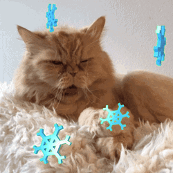 Yawning Sleepy Cat GIF