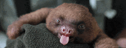 Yawning Tired Baby Sloth GIF
