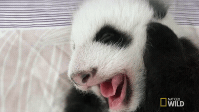 Yawning Woman With Bored Just Looking At How Easy That Is GIF