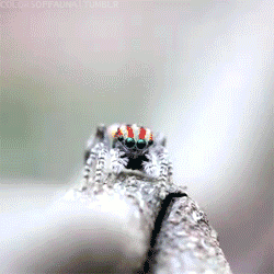 Yay Insect Spider GIF