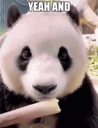 Yeah And Cute Panda Eating GIF