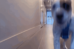 Yeah Buddy Excited Dog GIF