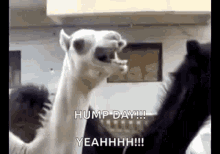 Yeah Come On Hump Day Camel Screaming GIF