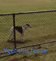 Yeet This Fence Dog GIF