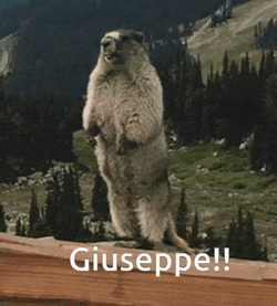 Yelling Marmot GIF