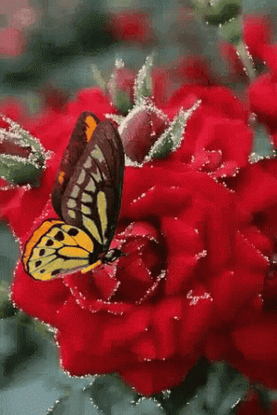 Yellow And Black Butterfly On Red Flower GIF