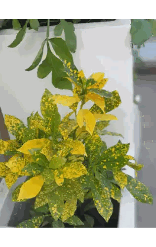 Yellow And Green Potted Plant Sticker