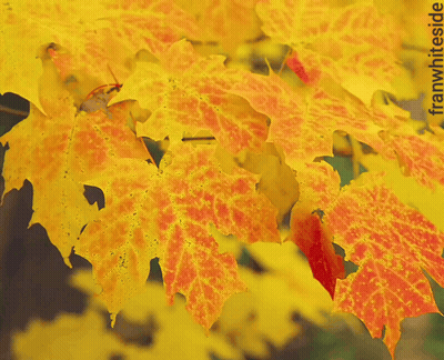 Yellow And Orange Leaves Saying Good Morning GIF