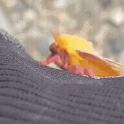 Yellow And Pink Moth On Leg GIF
