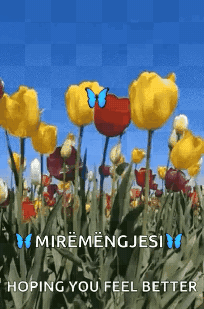 Yellow And Red Tulips With Blue Butterfly GIF