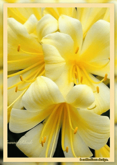 Yellow And White Flower Canni Rhode GIF