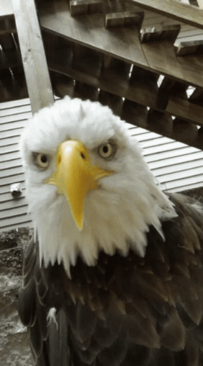 Yellow-Beaked Bald Eagle On Wooden Stairs GIF