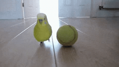 Yellow Bird Standing Next To Tennis Ball GIF