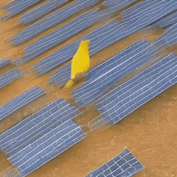 Yellow Bird Walking On Solar Panels GIF