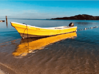 Yellow Boat Saying Dolphin GIF