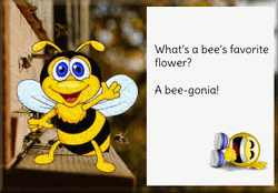 Yellow Bumblebee Beegonia GIF
