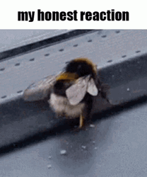 Yellow Bumblebee Honest Reaction GIF
