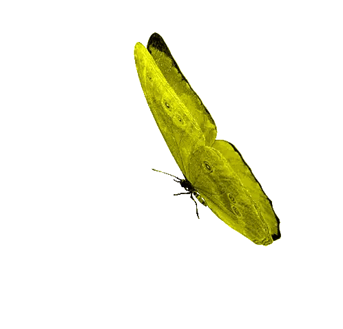Yellow Butterfly With Black Wings Flying Sticker
