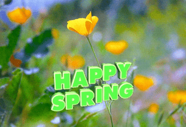 Yellow California Poppy Happy Spring GIF