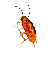 Yellow Cockroach Crawling Sticker