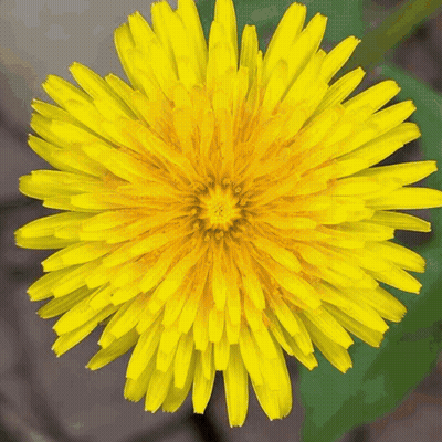Yellow Dandelion Flower GIF