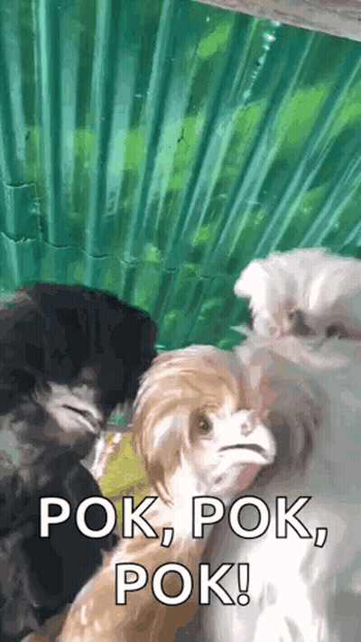 Yellow Duck Covering Face With Hands GIF