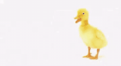 Yellow Duck Next To You're The Best GIF