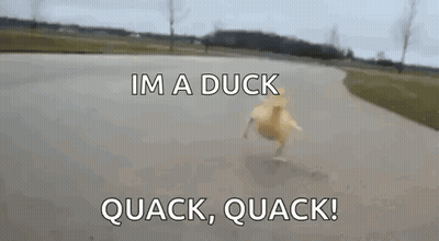 Yellow Duck Running Saying Im A Duck Quack Quack GIF