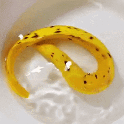 Yellow Eel Banana Skin GIF