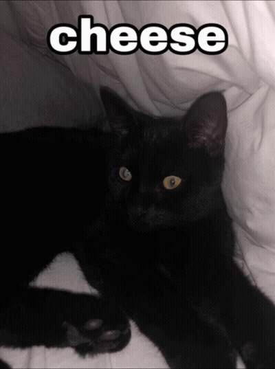Yellow-Eyed Black Cat Laying On Bed Saying Cheese GIF