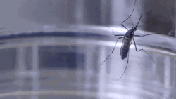 Yellow Fever Mosquito  GIF