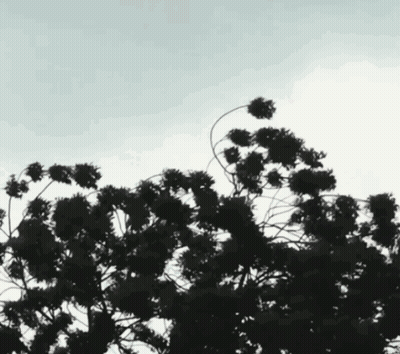 Yellow Flower Face There Is A Zombie On Your Lawn GIF