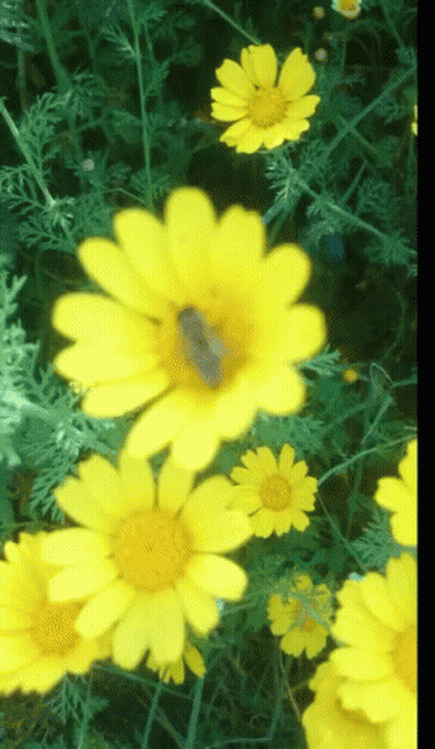 Yellow Flower With Bee GIF