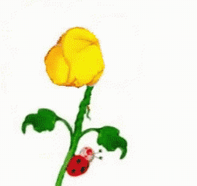 Yellow Flower With Ladybug And Sun Wish GIF