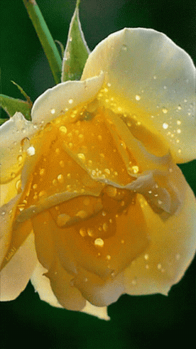 Yellow Flower With Water Drops GIF