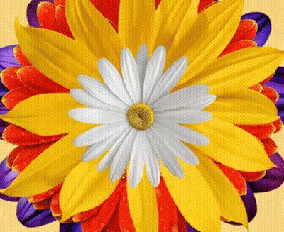Yellow Flower With White Center And Red Petals GIF