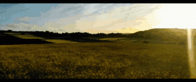 Yellow Flowers Field With Sun Through Trees GIF