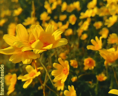 Yellow Flowers Franwhiteside GIF