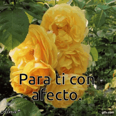 Yellow Flowers Para Ti Con Afecto GIF