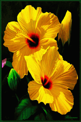 Yellow Flowers With Butterflies GIF