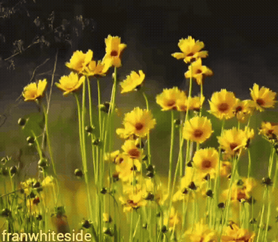 Yellow Flowers With Franwhiteside GIF