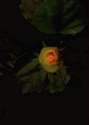 Yellow Hibiscus Flower Blooming GIF