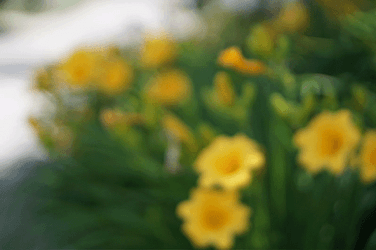 Yellow Japanese Kerria Flowers GIF