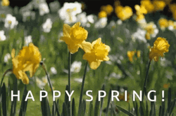 Yellow Jonquil Happy Spring GIF