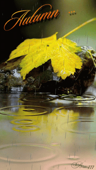 Yellow Leaf On Rock In Rain With Word Autumn GIF