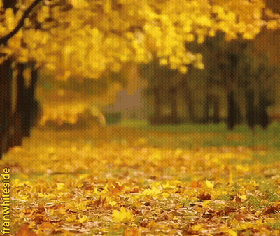Yellow Leaves Falling In A Park GIF