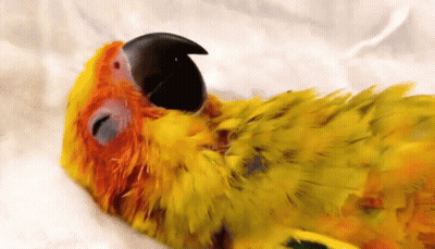 Yellow Parrot With Black Beak Laying Down GIF